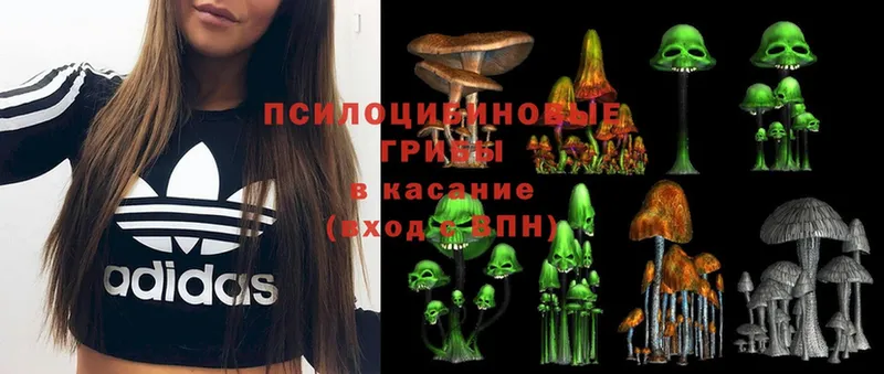 Галлюциногенные грибы Psilocybine cubensis  Ейск 